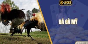 Đá Gà Mỹ – Chiến Kê Tuyệt Đỉnh Và Trận Đấu Để  Lại Dấu Ấn