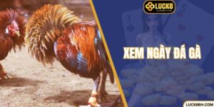 Xem Ngày Đá Gà Chuẩn Giúp Cược Thủ Luck8 Thắng Lớn 